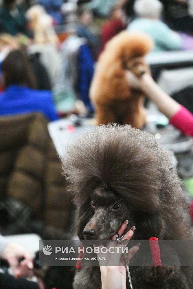 Выставка собак "Евразия 2025"