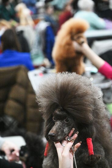 Выставка собак "Евразия 2025"