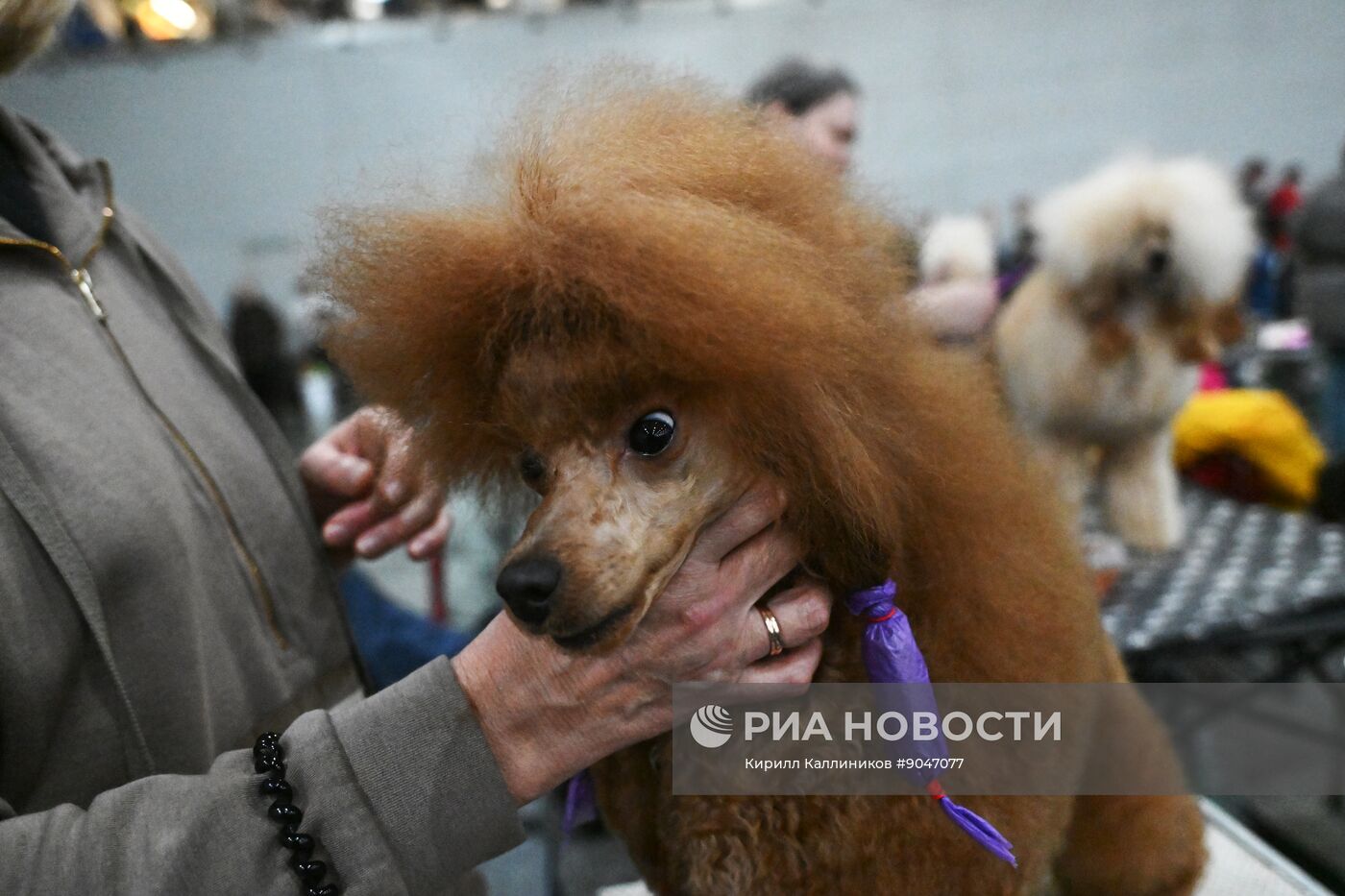 Выставка собак "Евразия 2025"