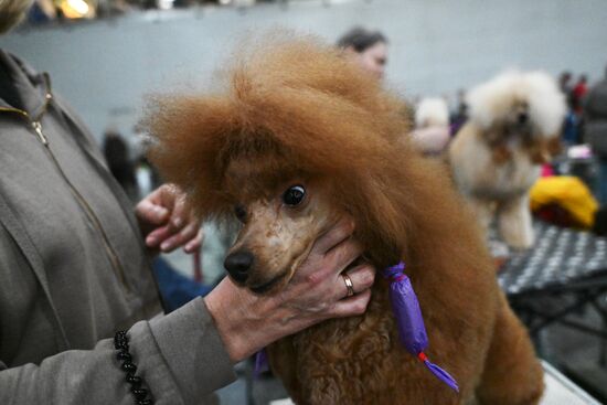 Выставка собак "Евразия 2025"