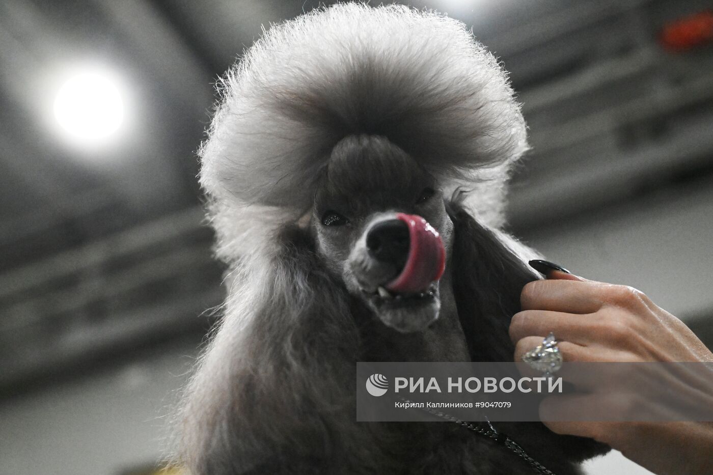 Выставка собак "Евразия 2025"