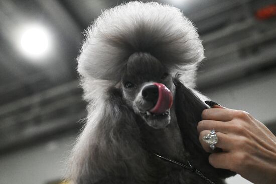 Выставка собак "Евразия 2025"