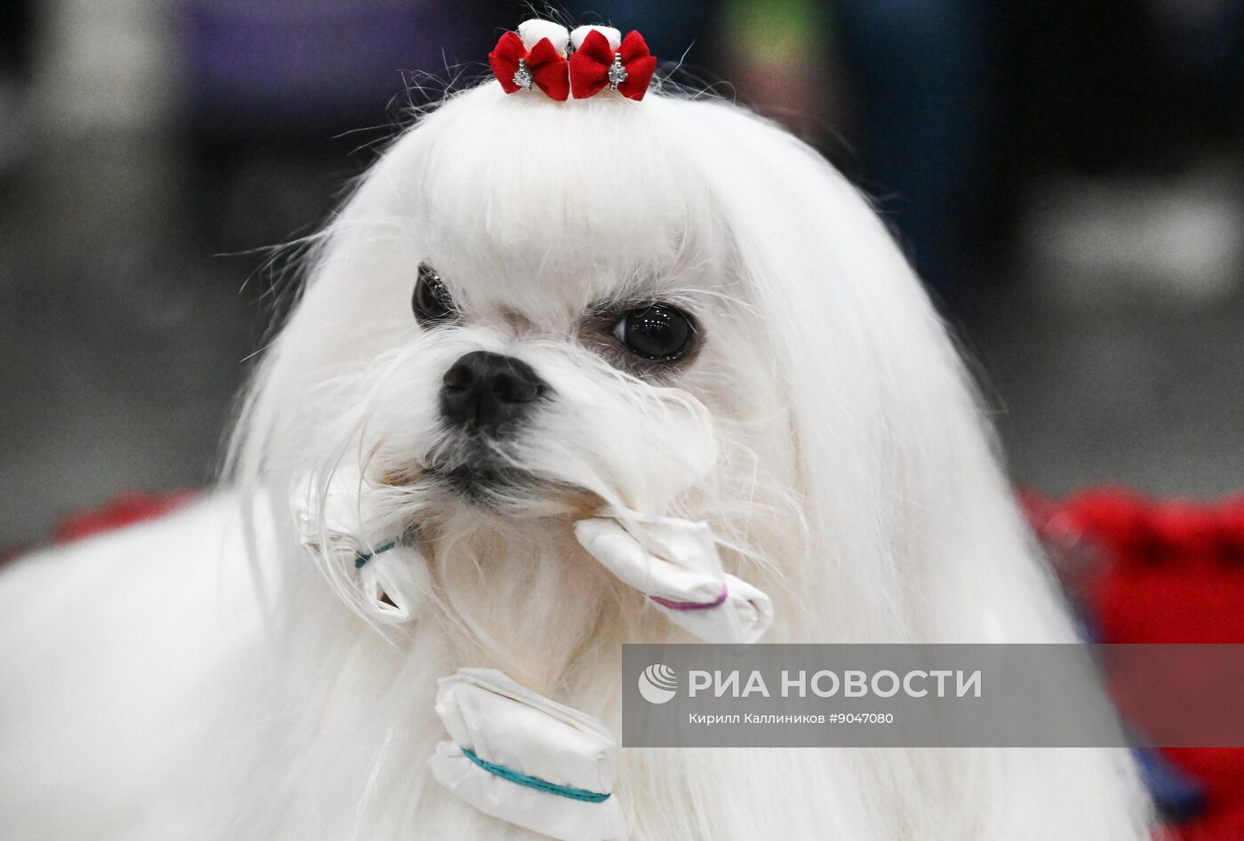 Выставка собак "Евразия 2025"