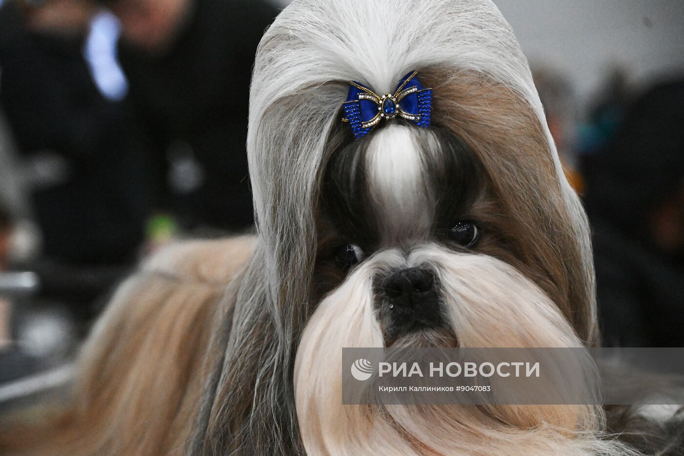 Выставка собак "Евразия 2025"