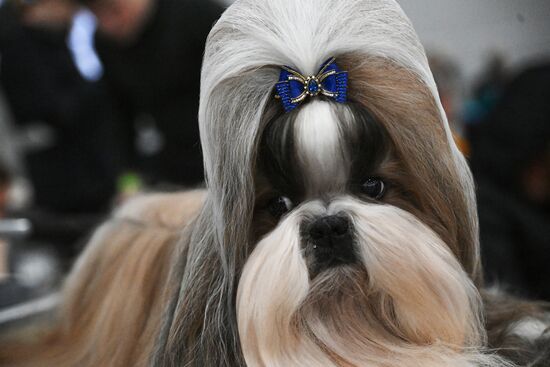 Выставка собак "Евразия 2025"