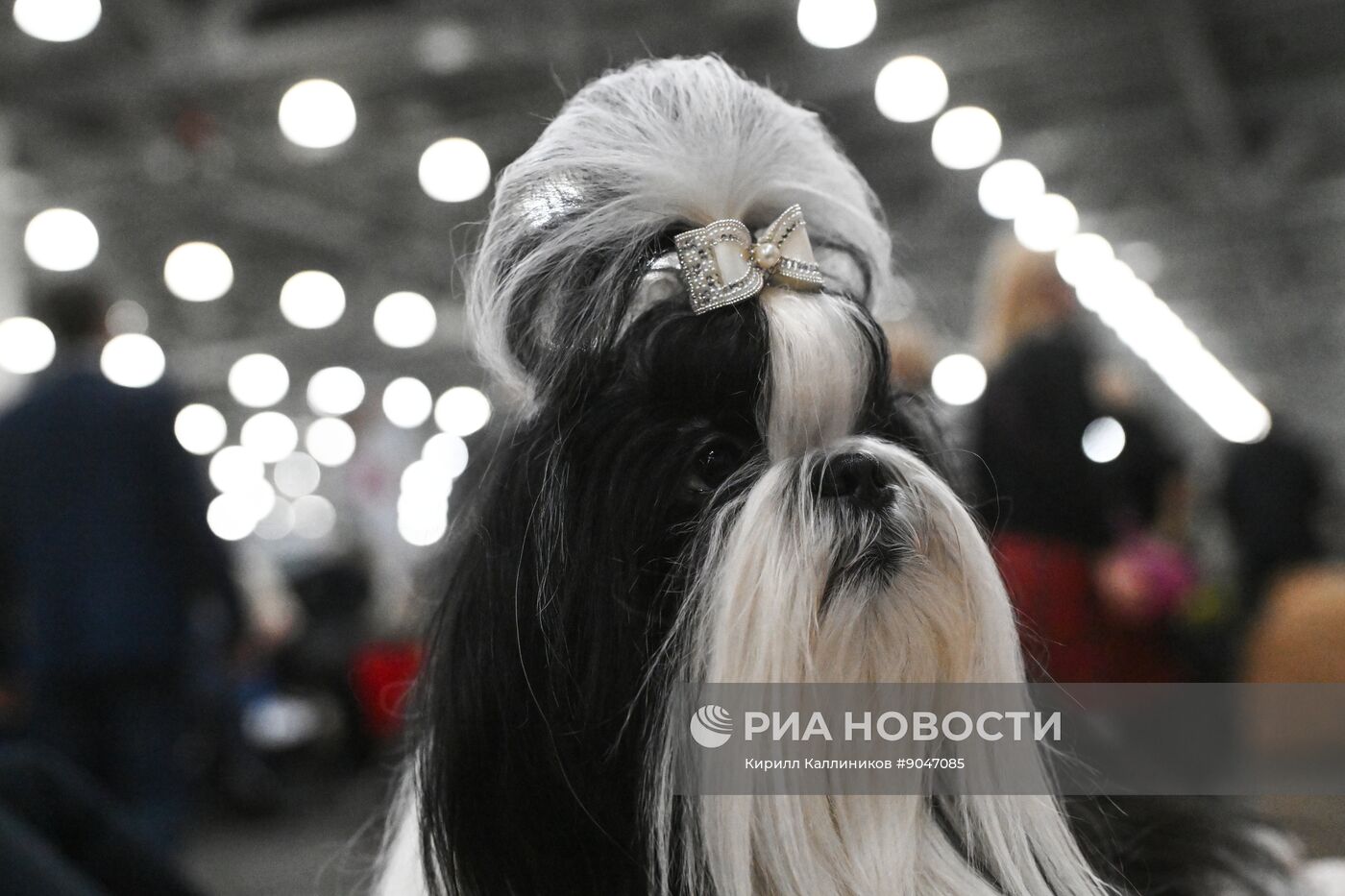 Выставка собак "Евразия 2025"