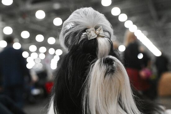 Выставка собак "Евразия 2025"