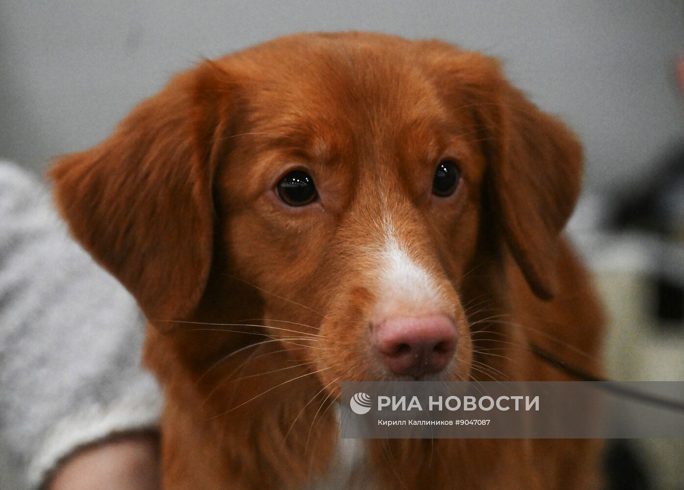 Выставка собак "Евразия 2025"