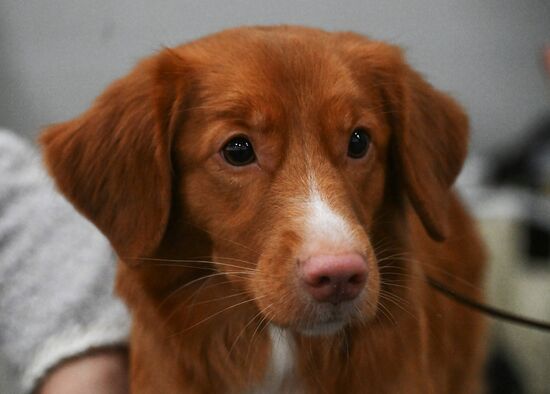 Выставка собак "Евразия 2025"