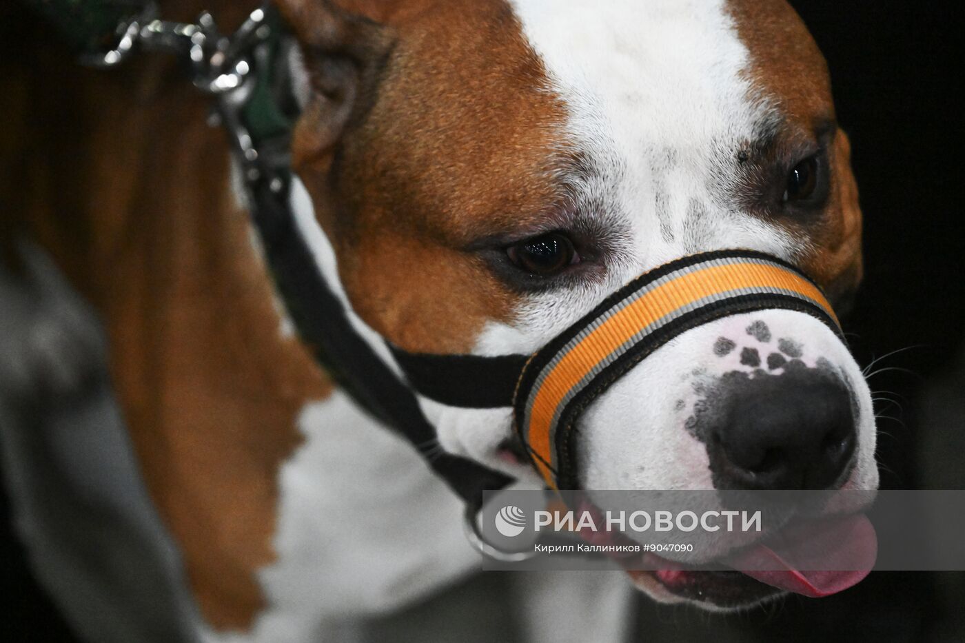 Выставка собак "Евразия 2025"