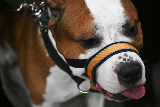 Выставка собак "Евразия 2025"