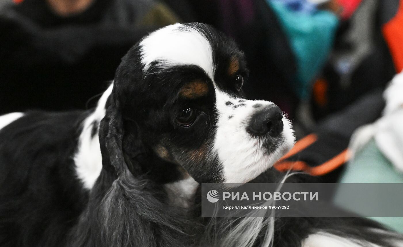 Выставка собак "Евразия 2025"