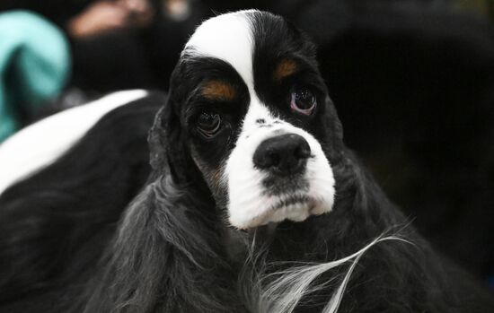 Выставка собак "Евразия 2025"