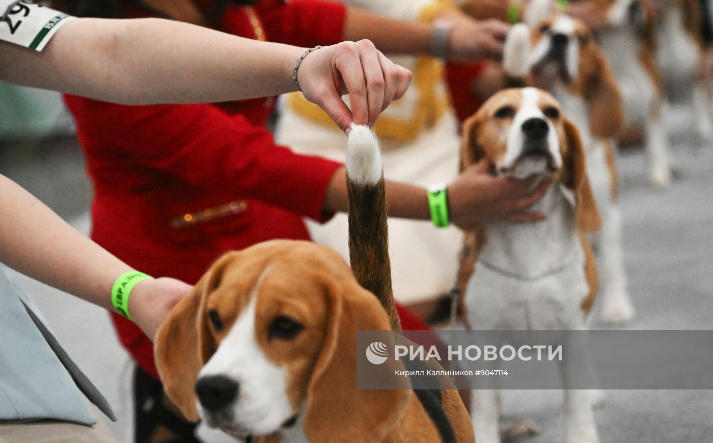 Выставка собак "Евразия 2025"