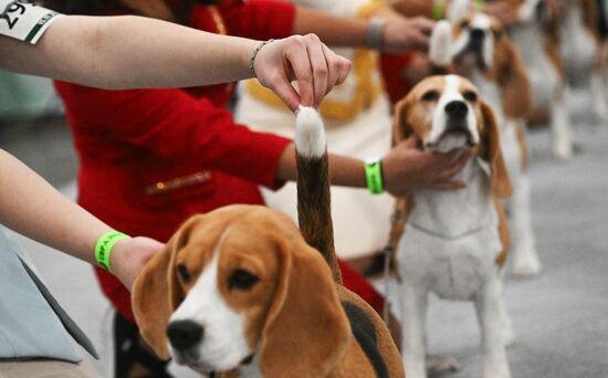 Выставка собак "Евразия 2025"