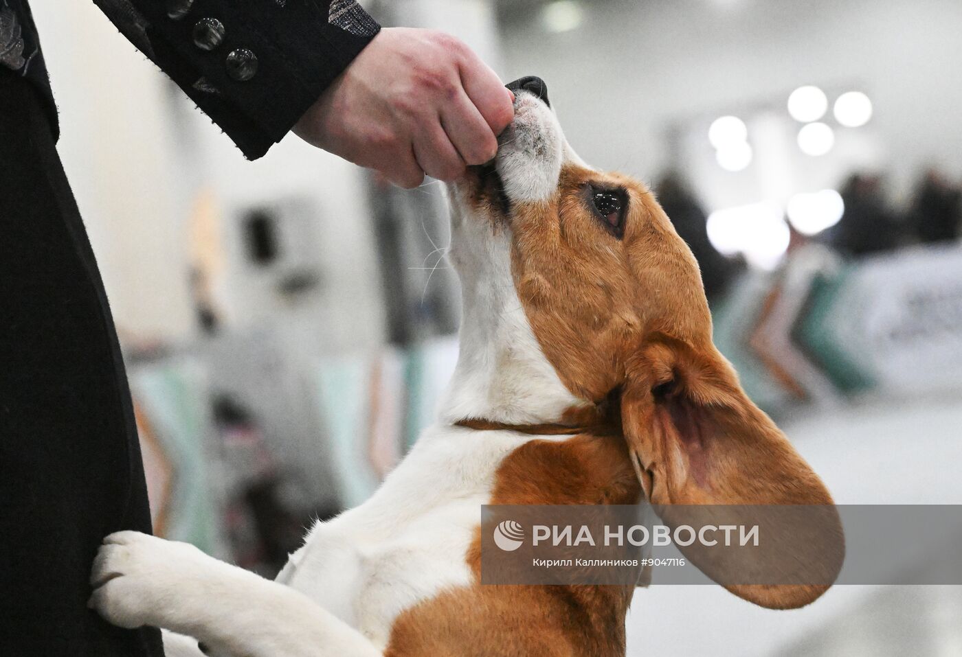 Выставка собак "Евразия 2025"