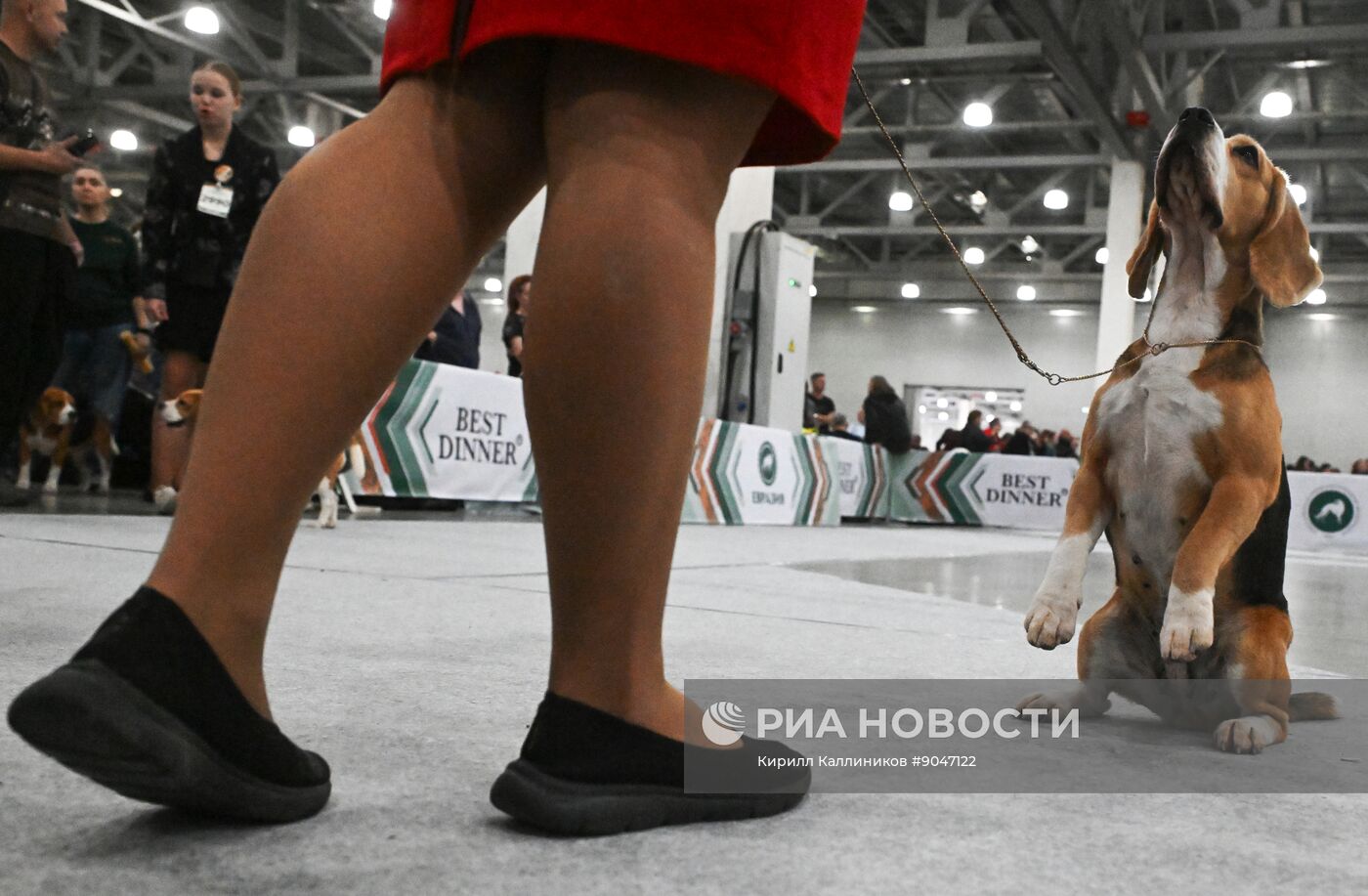Выставка собак "Евразия 2025"