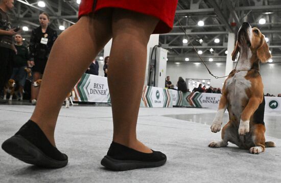 Выставка собак "Евразия 2025"