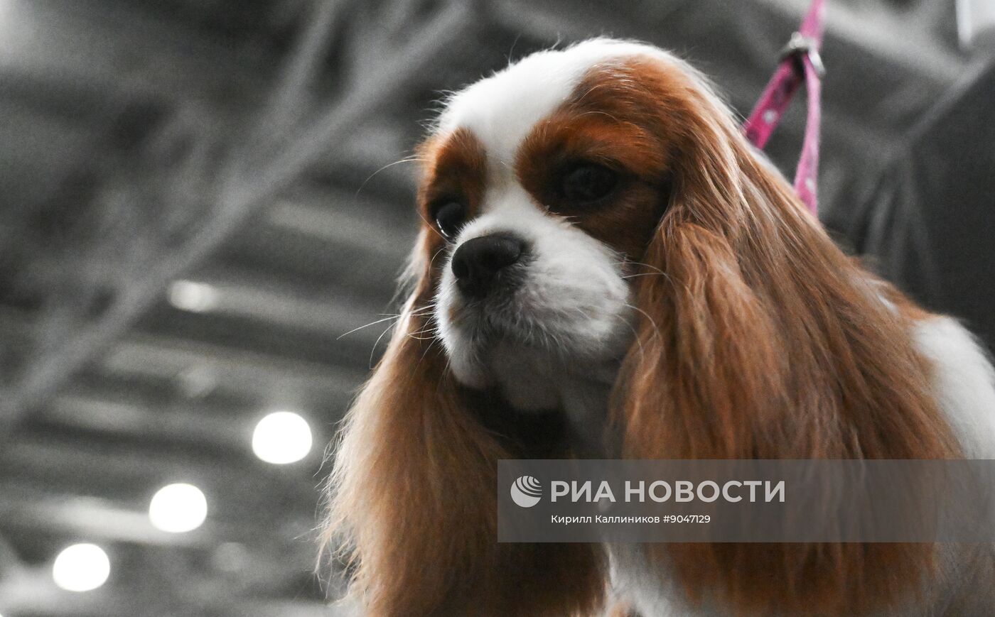 Выставка собак "Евразия 2025"