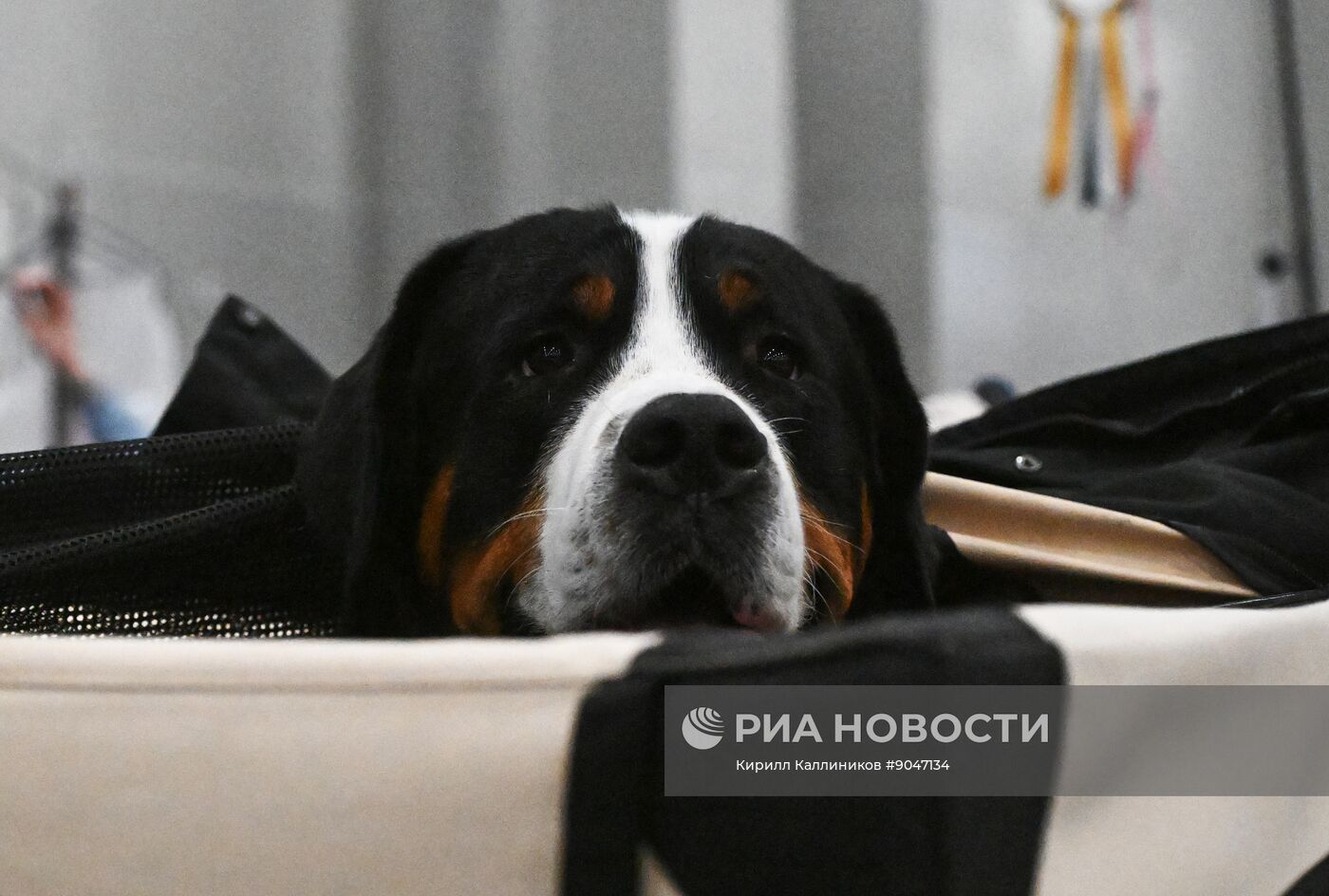 Выставка собак "Евразия 2025"