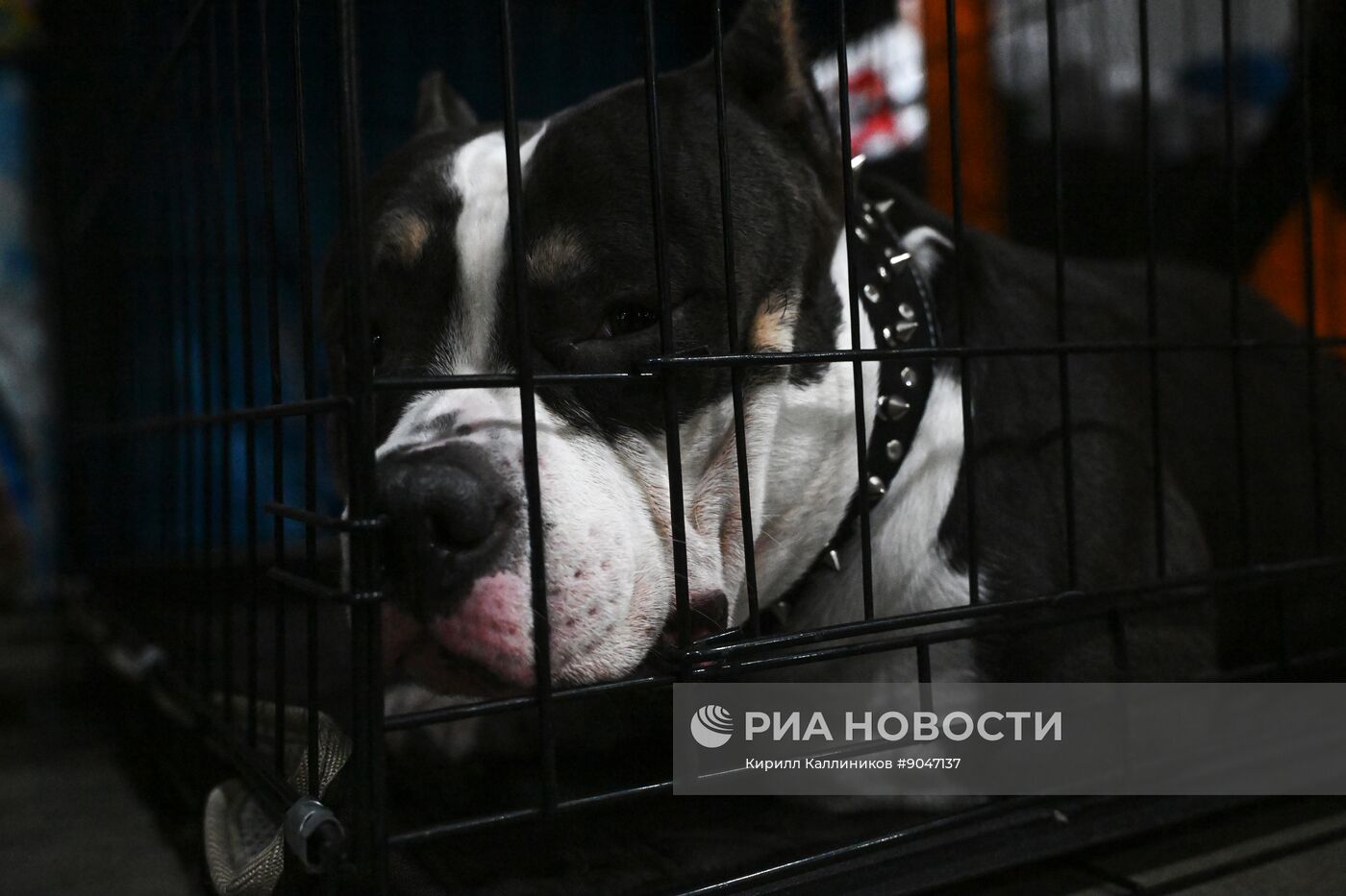 Выставка собак "Евразия 2025"