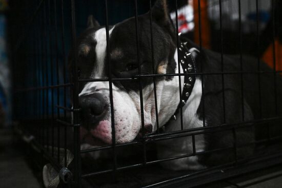 Выставка собак "Евразия 2025"