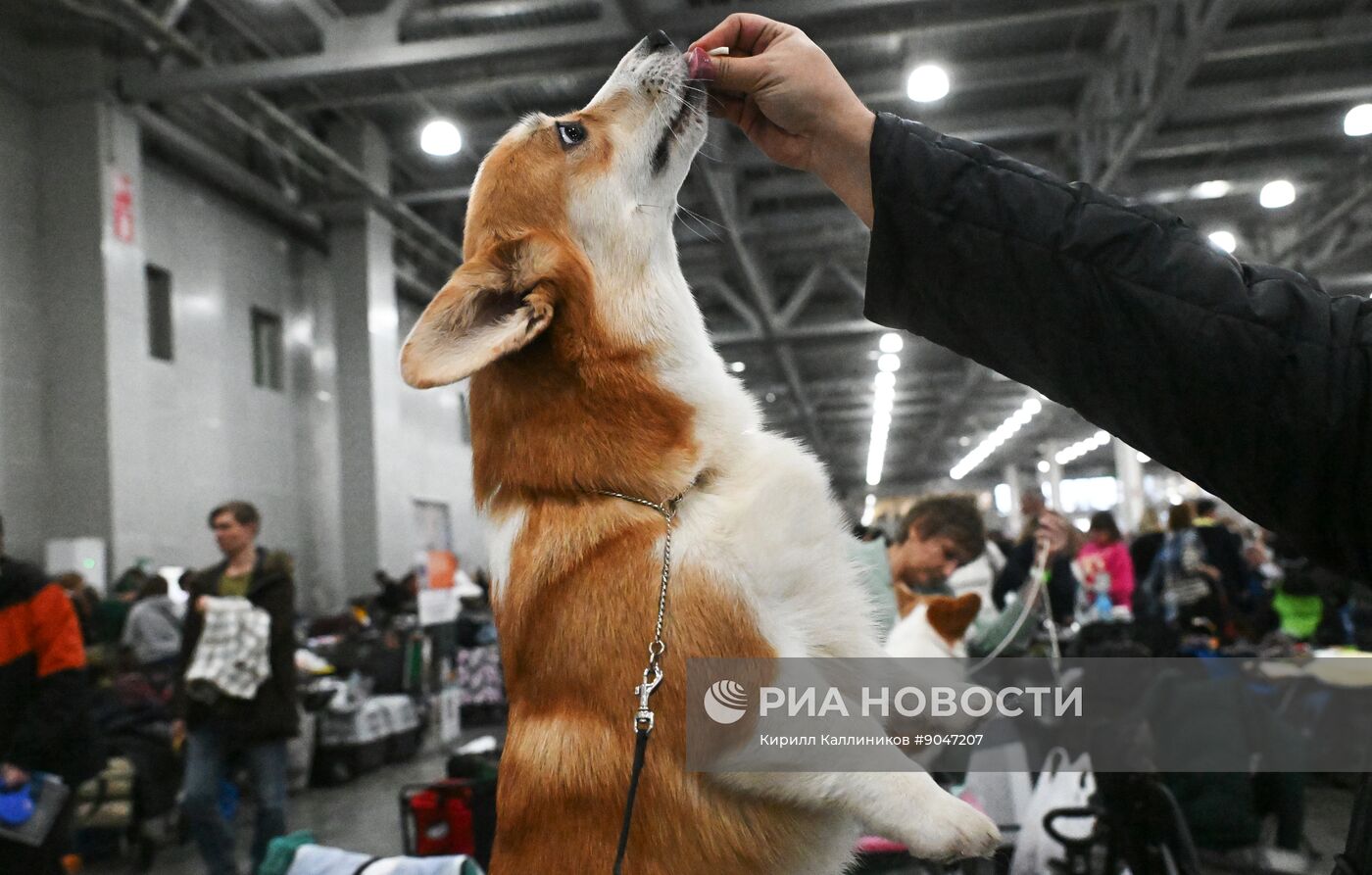 Выставка собак "Евразия 2025"