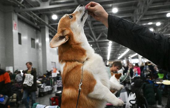 Выставка собак "Евразия 2025"