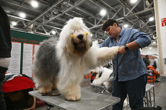 Выставка собак "Евразия 2025"