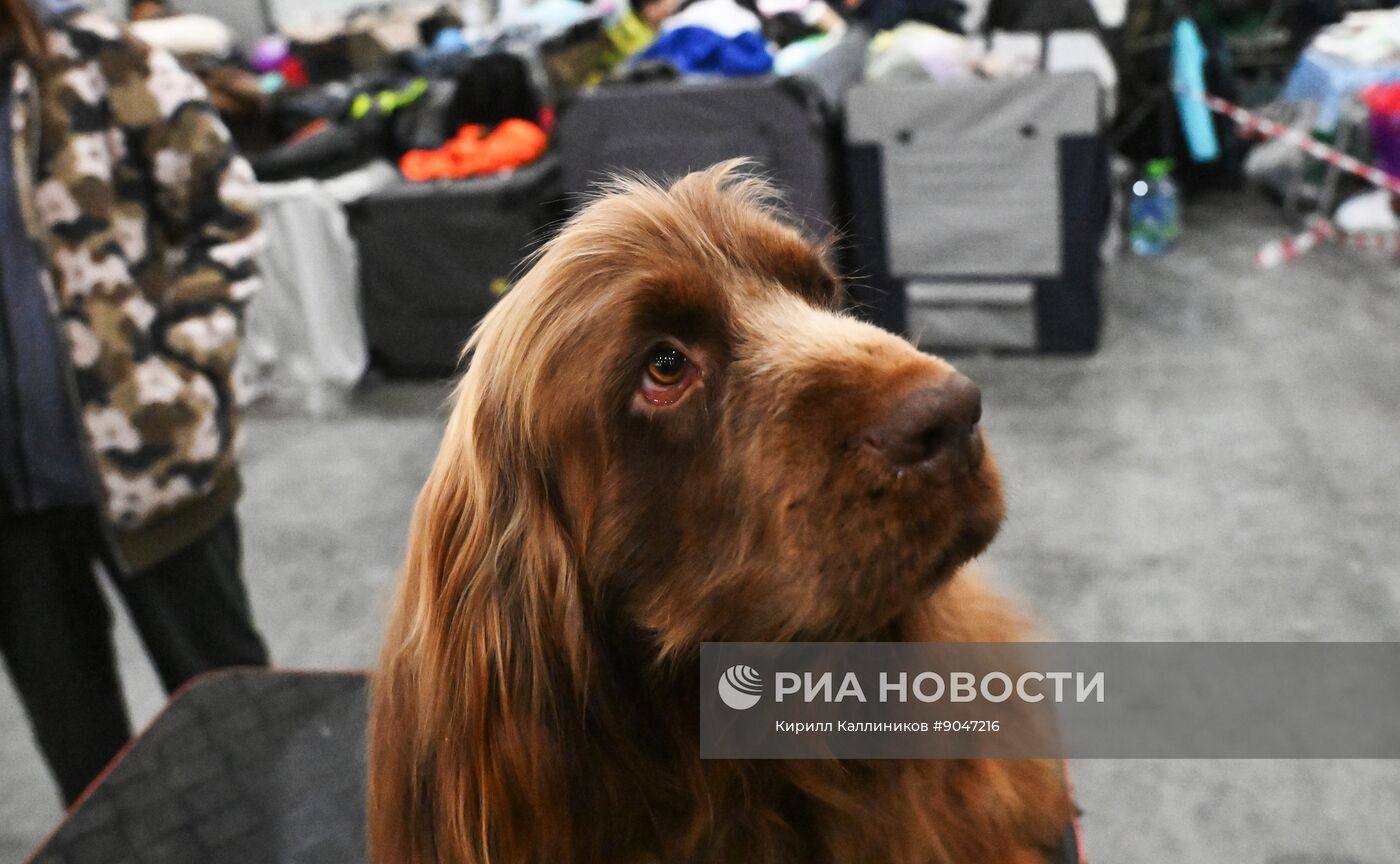 Выставка собак "Евразия 2025"