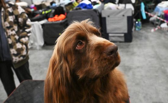 Выставка собак "Евразия 2025"