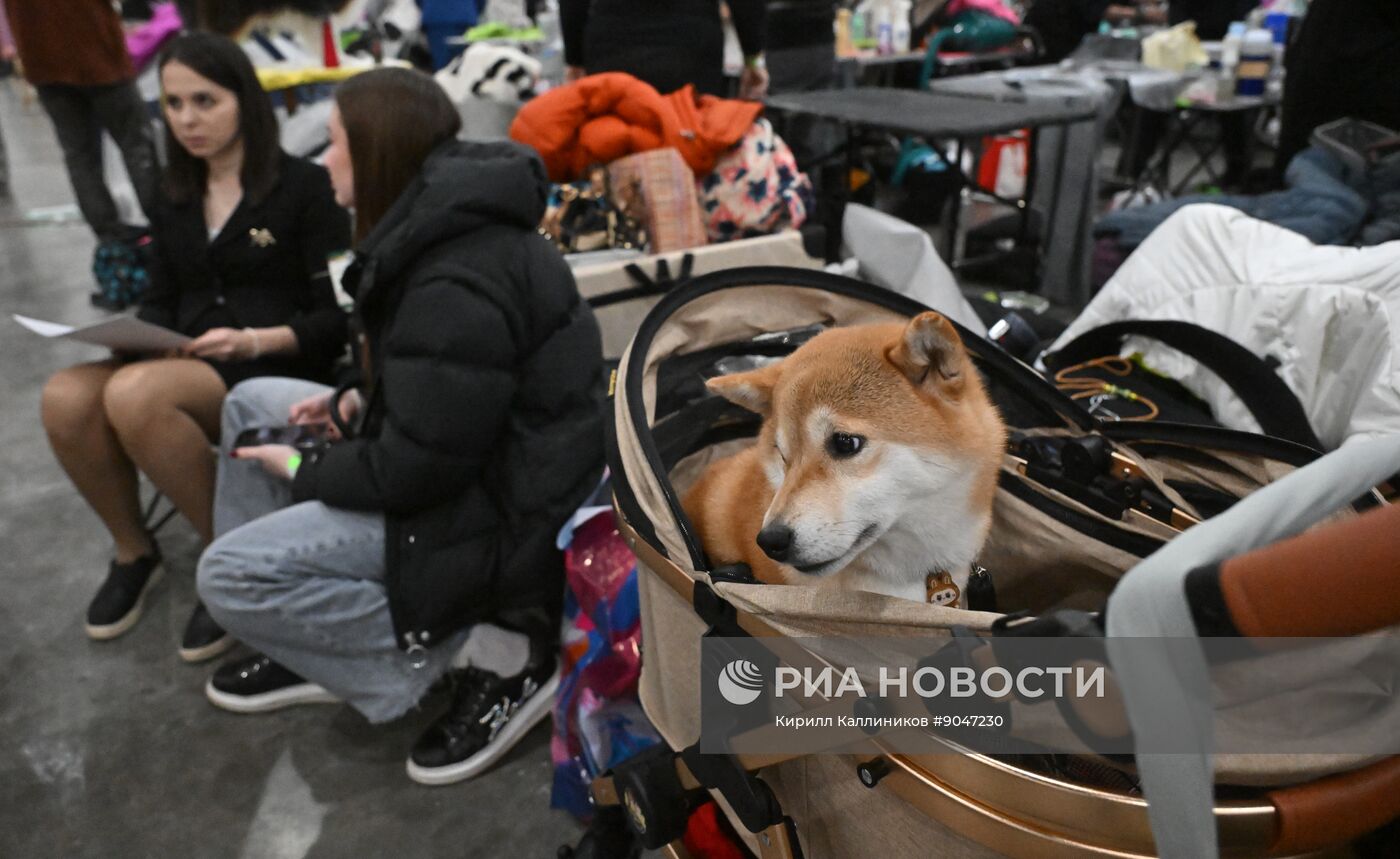 Выставка собак "Евразия 2025"