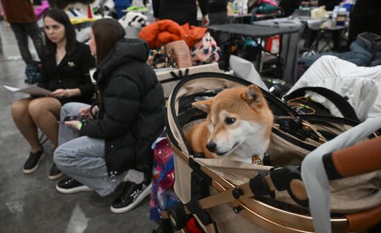 Выставка собак "Евразия 2025"