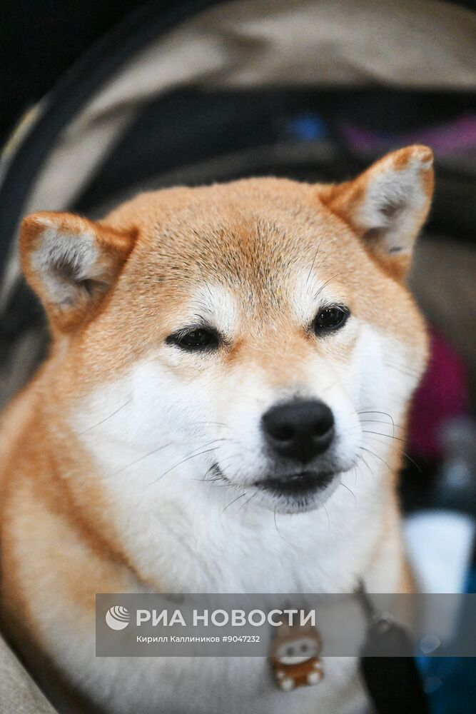 Выставка собак "Евразия 2025"