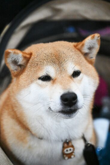 Выставка собак "Евразия 2025"