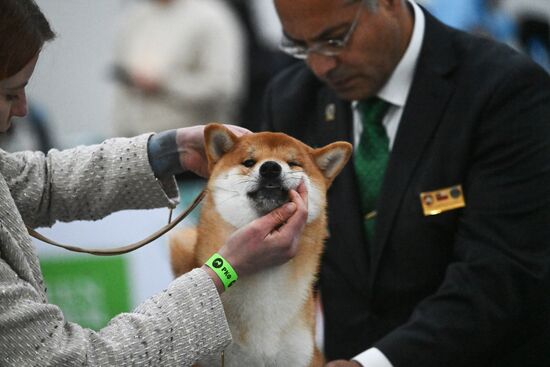 Выставка собак "Евразия 2025"