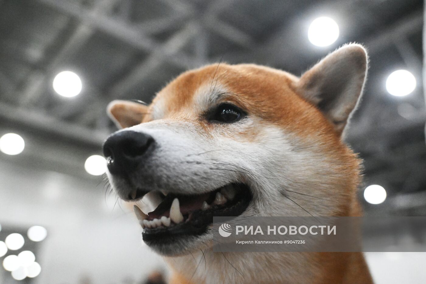 Выставка собак "Евразия 2025"