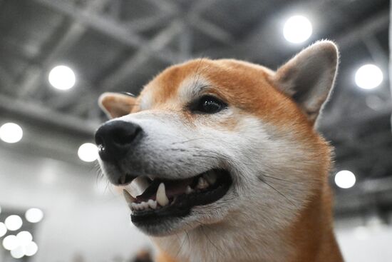 Выставка собак "Евразия 2025"