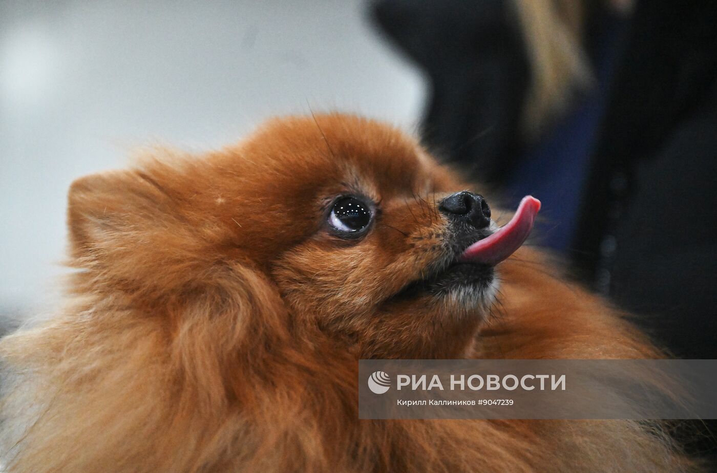 Выставка собак "Евразия 2025"