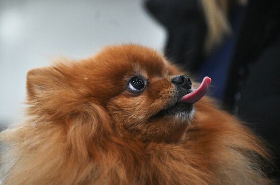 Выставка собак "Евразия 2025"