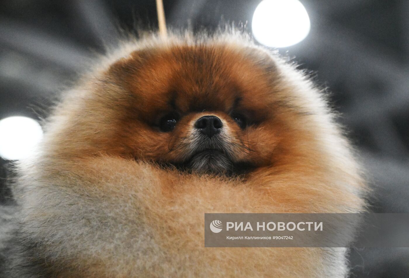 Выставка собак "Евразия 2025"