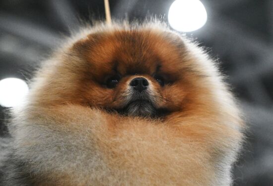 Выставка собак "Евразия 2025"