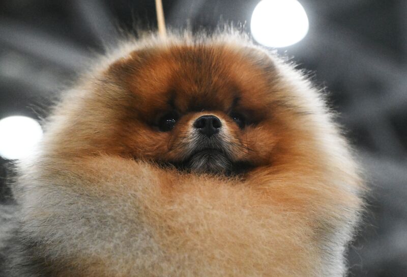 Выставка собак "Евразия 2025"