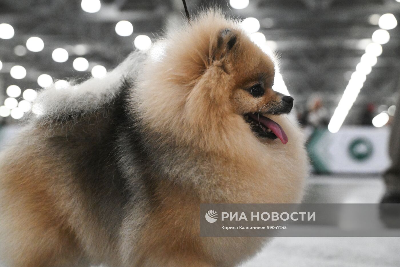 Выставка собак "Евразия 2025"