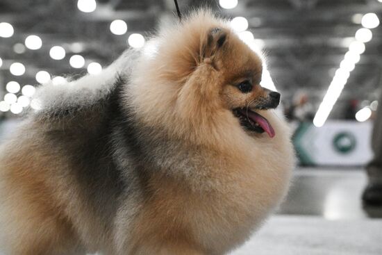 Выставка собак "Евразия 2025"