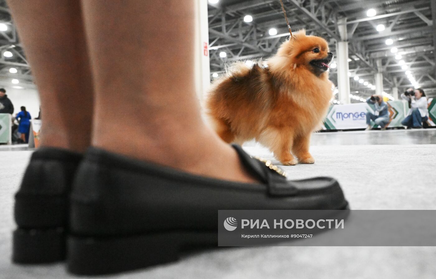 Выставка собак "Евразия 2025"
