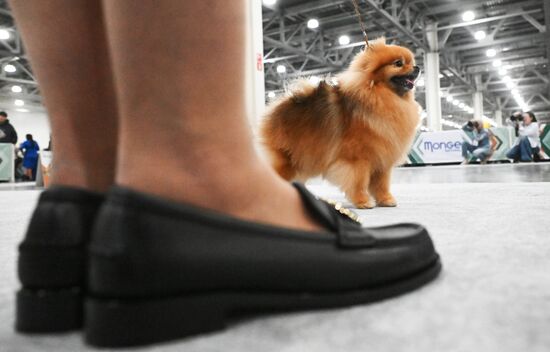 Выставка собак "Евразия 2025"