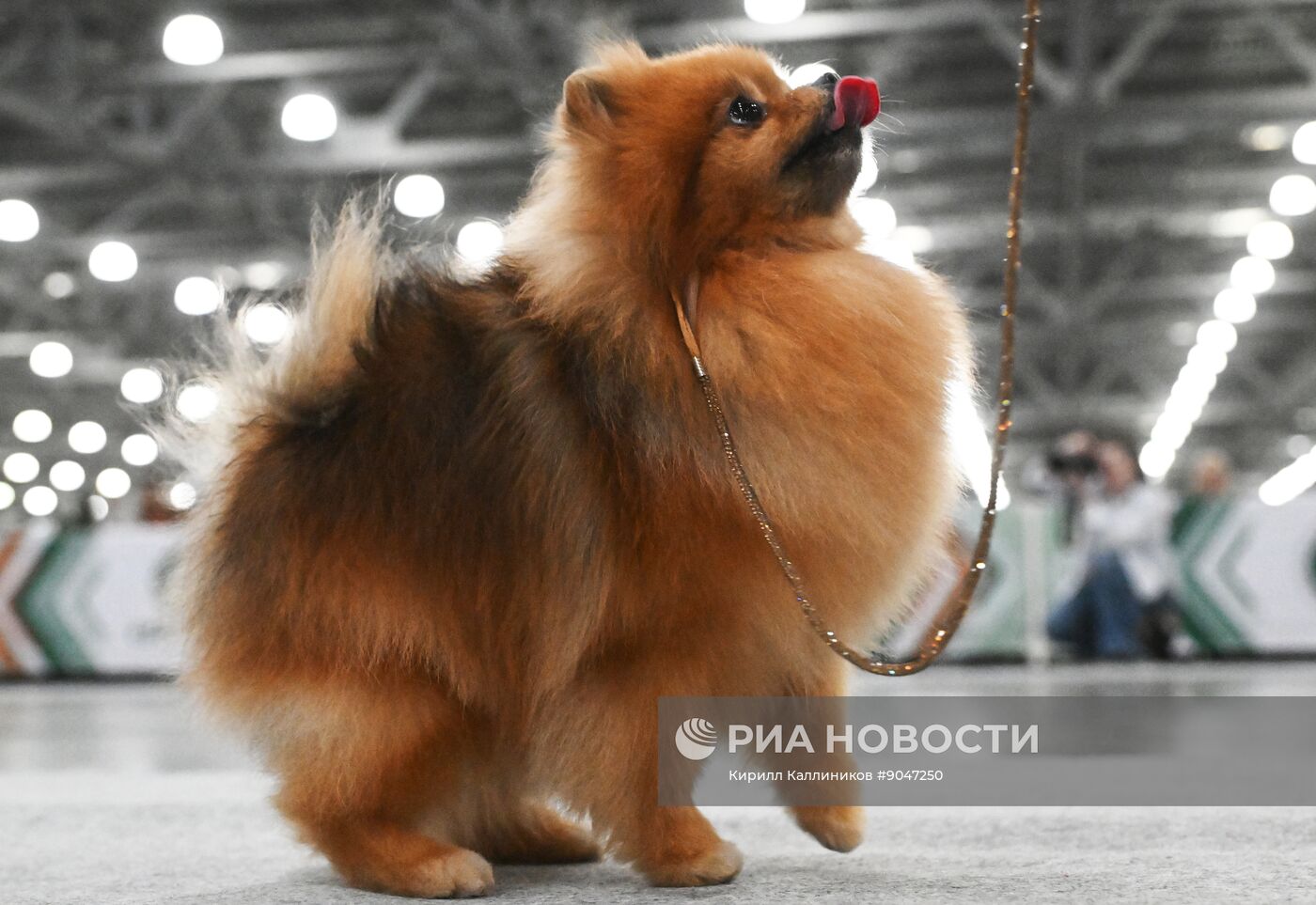 Выставка собак "Евразия 2025"