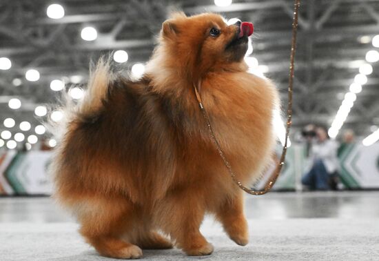 Выставка собак "Евразия 2025"