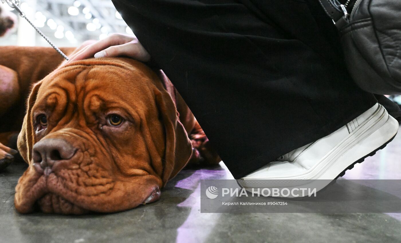 Выставка собак "Евразия 2025"